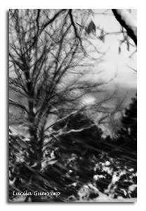 naturemono-49-320-px