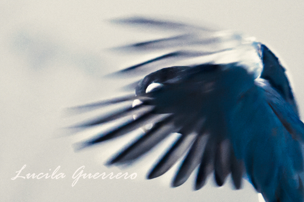 Artiste autiste… Artiste. Mon art&nbsp;militant.