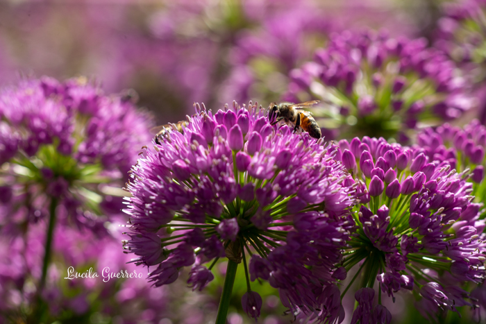 La pair-aidance entre personnes autistes : un soutien vers le&nbsp;rétablissement