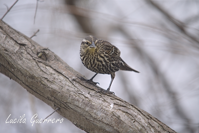 Comprendre et accompagner pour une adolescence&nbsp;épanouie