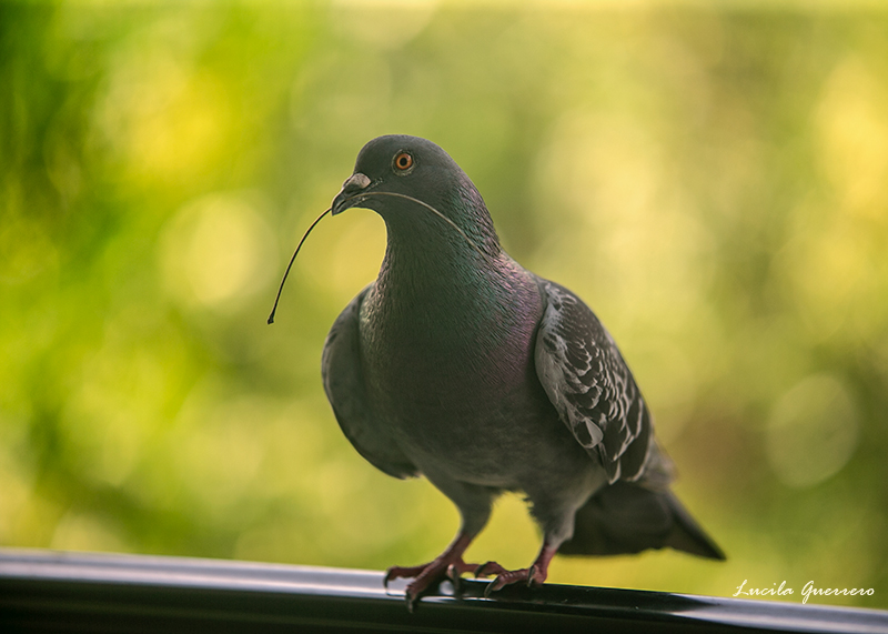 De l’empathie : entre niches et&nbsp;ordures.