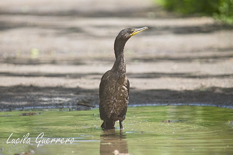 Et si nous écoutons la Nature&nbsp;?