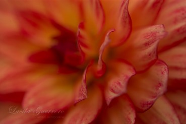 autisme, droit de vivre, neurodiversité