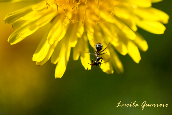 Journée de la fierté autistique 2017