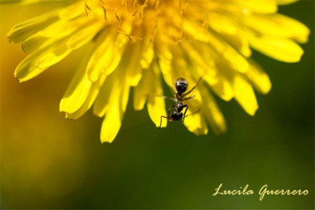 fierté autistique, neurodiversité